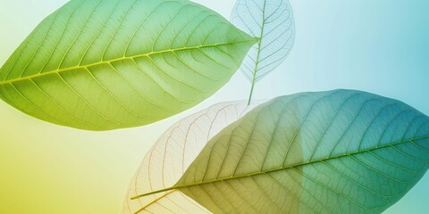 Obraz premium transparent leaves green natural forest minimal wallpaper elegance colorful