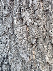 the background of the bark of street trees