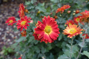 Close view of red and yellow flowers of semidouble Chrysanthemums in November