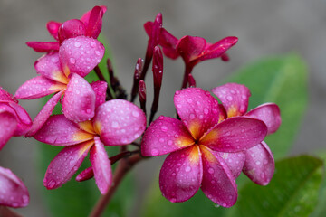 Pitahaya/Plumeria blossom with raindrops right after rain