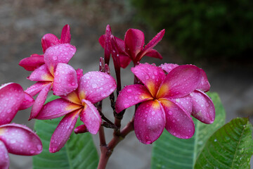 Pitahaya/Plumeria blossom with raindrops right after rain