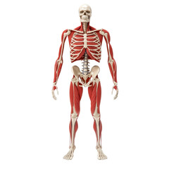 A detailed anatomical model of a human skeleton showcasing muscles and bones in a frontal view.