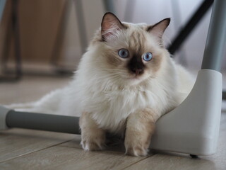 Ragdoll cat waiting for a dinner patiently
