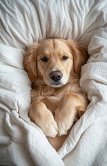 Obraz premium Cute golden retriever puppy resting peacefully on a white bed