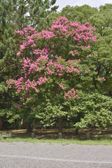 京都御苑の百日紅