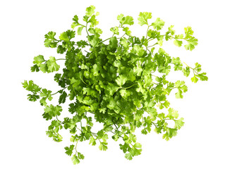 Obraz premium Overhead View of Cilantro Plant Isolated On A White Background, PNG Transparent 