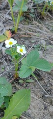 Close-up of delicate white flowers blooming on a vibrant green plant, nestled amongst brown earth and other vegetation.