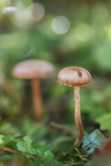 Closeup of a mushroom in focus with selective focus and a natural out of focus background