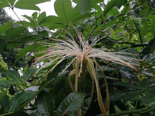 close up of a white flower blossom Pachira aquatica in the garden with green leaves background 