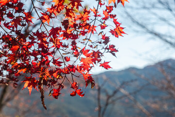 城峯公園　紅葉風景　紅葉