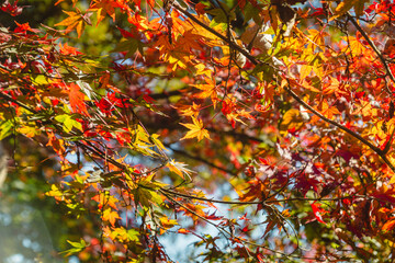 城峯公園　紅葉風景　紅葉