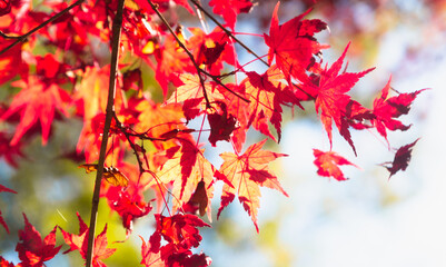 城峯公園　紅葉風景　紅葉