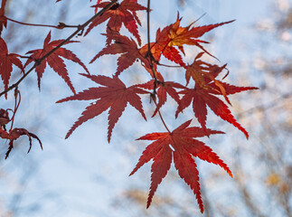 城峯公園　紅葉風景　紅葉
