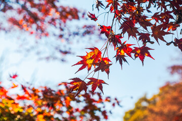城峯公園　紅葉風景　紅葉