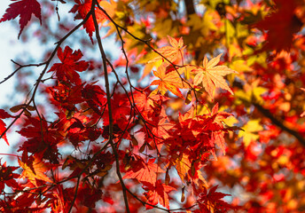 城峯公園　紅葉風景　紅葉