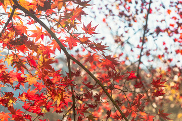 城峯公園　紅葉風景　紅葉