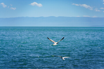 Seagulls glide low over the sea