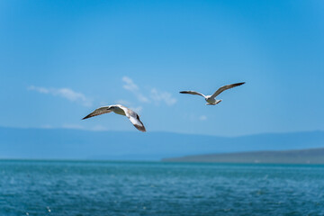 Seagulls glide low over the sea