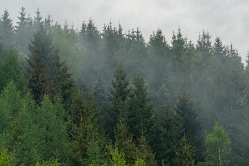 Mystisches Erzgebirge: Nebel und Tannenbäume