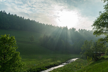 Dunkler Wald und Nebel: Die geheimnisvolle Seite der Natur