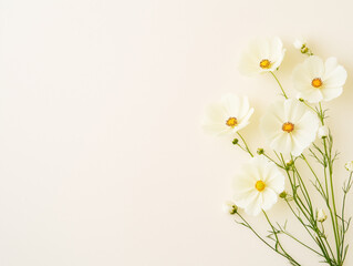 White flower background