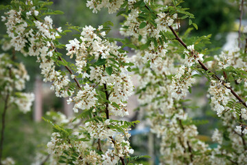Bunches of white acacia.