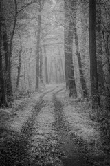 Fototapeta premium A Mysterious Foggy Forest Pathway, captured beautifully in striking Black and White tones