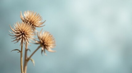 Obraz premium Dried flower arrangement against a soft blue backdrop, showcasing delicate textures and subtle color variations, ideal for minimalist design and calming aesthetics.