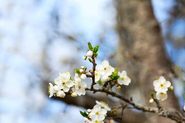 apple blossom spring flowers