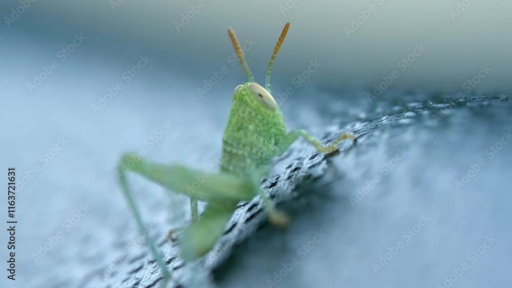 Poster Close up view of Grasshopper