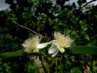 white flower guava in bloom  in the rain the garden 