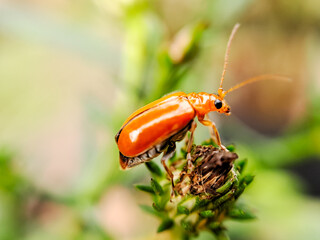 A macro shot capturing the beauty of a small, orange beetle perched on a plant. The image highlights the intricate details of the insect's body and its contrasting colors against the green foliage