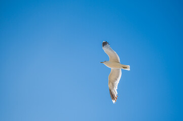 Obraz premium Celle, 30.12.2024