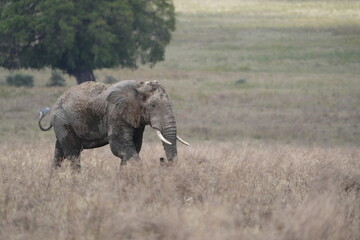 Fototapeta premium African elephant roaming around the savannah of the Ngorongoro crater in Tanzania, safari