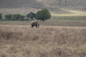 Fototapeta premium African elephant roaming around the savannah of the Ngorongoro crater in Tanzania, safari