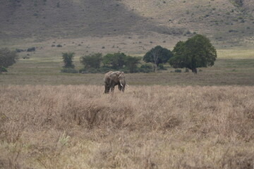 African elephant roaming around the savannah of the Ngorongoro crater in Tanzania, safari