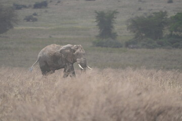 Fototapeta premium African elephant roaming around the savannah of the Ngorongoro crater in Tanzania, safari