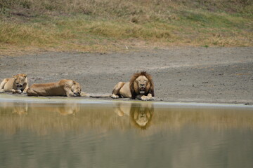 pride of lions laying at a reflective pool in the Ngorongoro national park tanzania