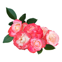 Pink rose flowers isolated on white background. Design element for Valentine's day, wedding, birthday cards, invitations.
