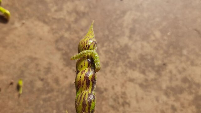 Pod borer attack on pigeon pea pod. Maruca vitrata is a tropical pest that damages legume crops. Its other names Maruca pod borer, bean pod borer, soybean pod borer, mung moth and legume pods borers.