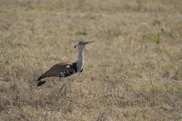 Kori Bustard Striding Across the Savannah – Ngorongoro Crater, Tanzania