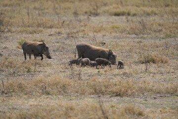 family of warthogs with babies grazing in the Ngorongoro crater in Tanzania, national park, pumba and baby pumbas