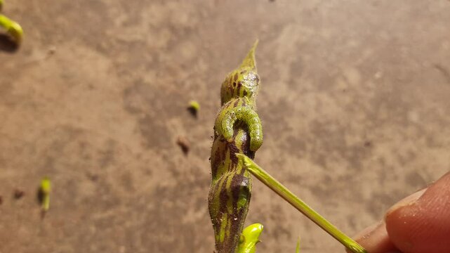 Pod borer attack on pigeon pea pod. Maruca vitrata is a tropical pest that damages legume crops. Its other names Maruca pod borer, bean pod borer, soybean pod borer, mung moth and legume pods borers.