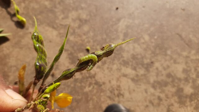 Pod borer attack on pigeon pea pod. Maruca vitrata is a tropical pest that damages legume crops. Its other names Maruca pod borer, bean pod borer, soybean pod borer, mung moth and legume pods borers.