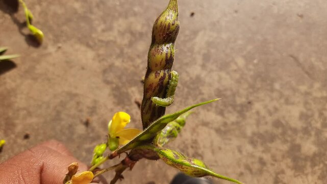 Pod borer attack on pigeon pea pod. Maruca vitrata is a tropical pest that damages legume crops. Its other names Maruca pod borer, bean pod borer, soybean pod borer, mung moth and legume pods borers.