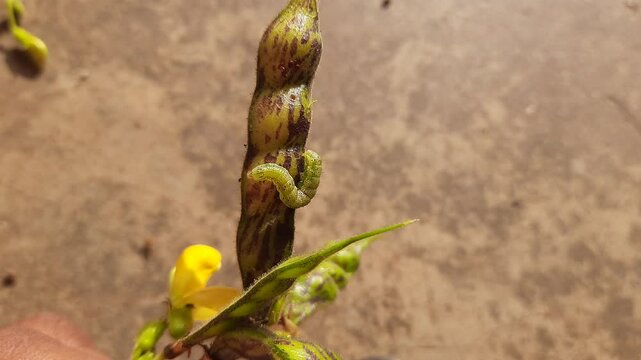 Pod borer attack on pigeon pea pod. Maruca vitrata is a tropical pest that damages legume crops. Its other names Maruca pod borer, bean pod borer, soybean pod borer, mung moth and legume pods borers.