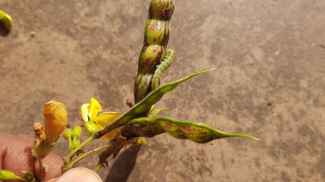 Pod borer attack on pigeon pea pod. Maruca vitrata is a tropical pest that damages legume crops. Its other names Maruca pod borer, bean pod borer, soybean pod borer, mung moth and legume pods borers.