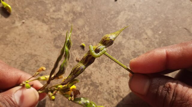 Pod borer attack on pigeon pea pod. Maruca vitrata is a tropical pest that damages legume crops. Its other names Maruca pod borer, bean pod borer, soybean pod borer, mung moth and legume pods borers.