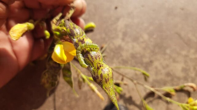 Pod borer attack on pigeon pea pod. Maruca vitrata is a tropical pest that damages legume crops. Its other names Maruca pod borer, bean pod borer, soybean pod borer, mung moth and legume pods borers.
