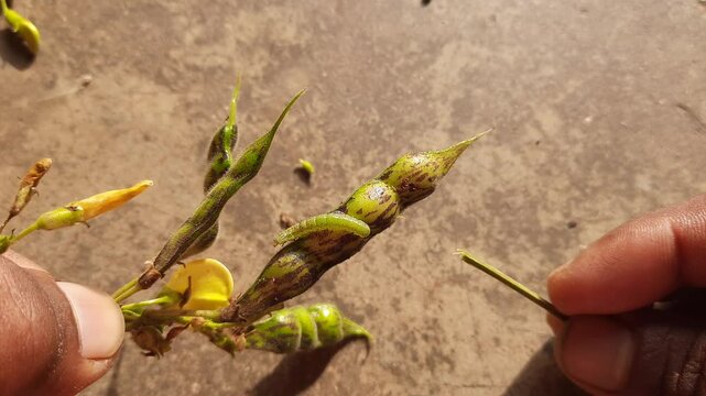 Pod borer attack on pigeon pea pod. Maruca vitrata is a tropical pest that damages legume crops. Its other names Maruca pod borer, bean pod borer, soybean pod borer, mung moth and legume pods borers.